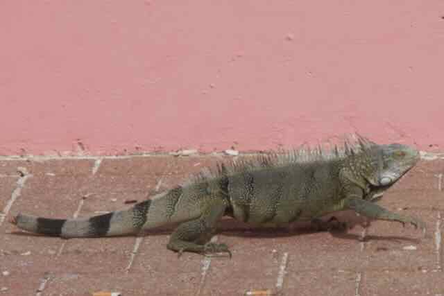 Iguana